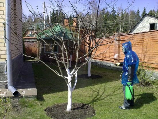 Чим краще обробляти сад - мідним чи залізним купоросом