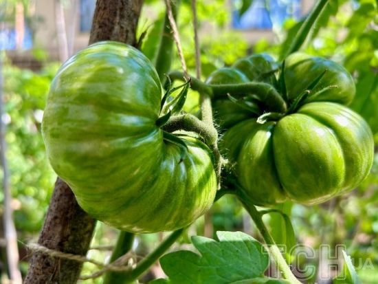 Помідори на підвіконні: прості секрети для врожаю цілий рік