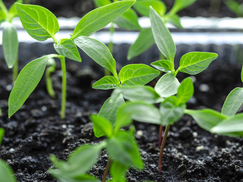 Не робіть поширених помилок, щоб мати "розсаду чемпіонів" болгарського перцю