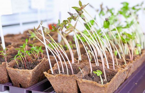 Якщо  розсада витягнулася: причини та практичні поради, що робити