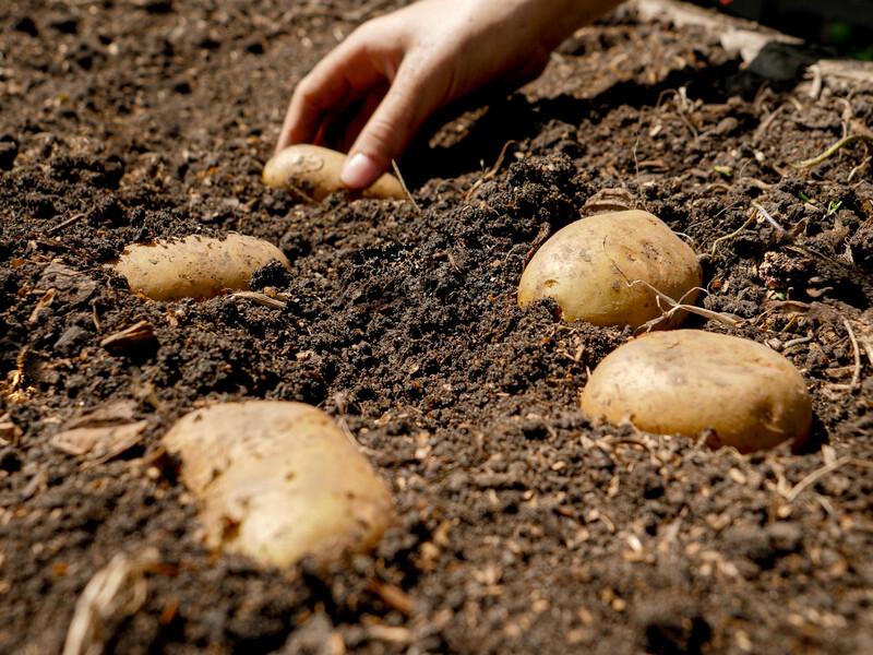 Саме цей показник вказує на оптимальний час для садіння картоплі