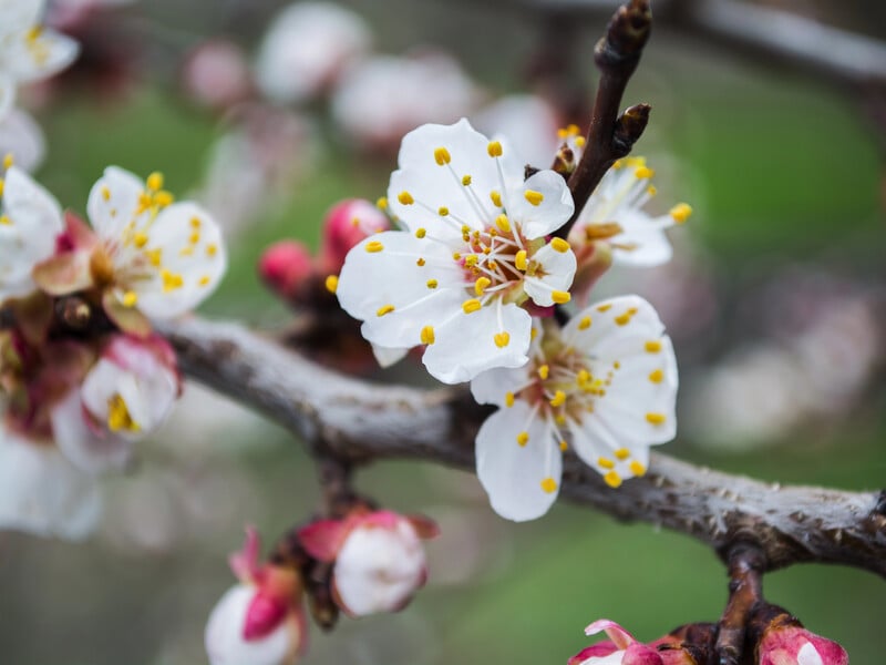 Розбризкайте цю бакову суміш від моніліозу на абрикоси. Садівник розповів про найважливіше оброблення саду