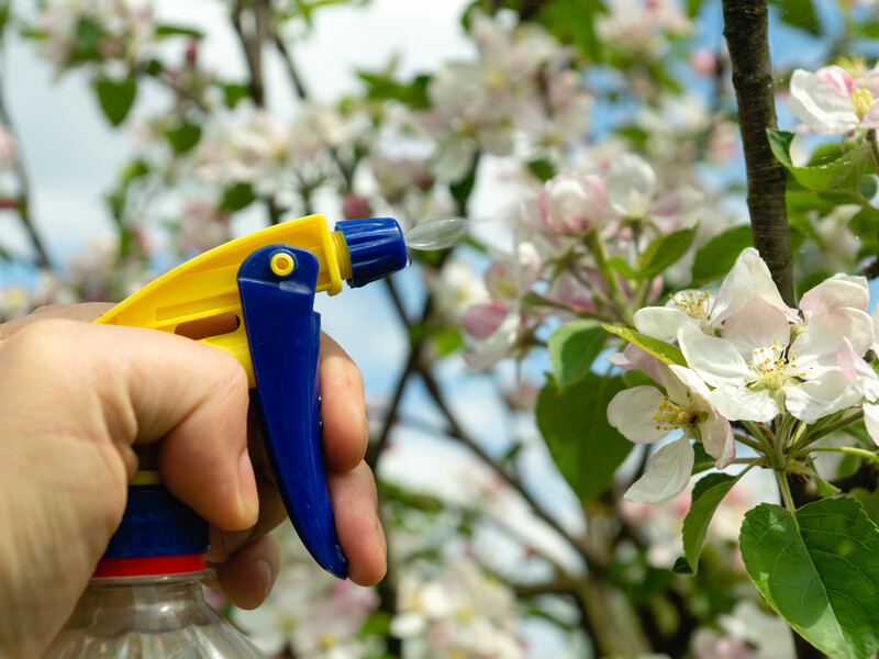 Розведіть настоянку у воді й обробіть ділянку. Безпечний метод позбутися хрущів і слимаків