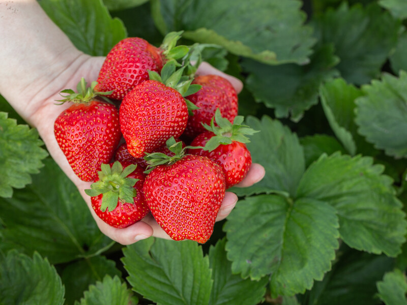 "Полуниця виросте розміром із яблуко". Зробіть це підживлення навесні "Полуниця виросте розміром із яблуко". Зробіть це підживлення навесні