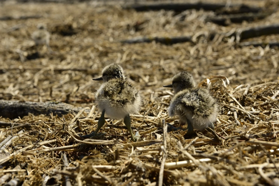 ДТЕК випустив перший екологічний атлас про птахів біля Тилігульської ВЕС