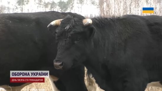 Здичавілі корови під Чорнобилем: звідки взялися і як пережили зиму (фото)