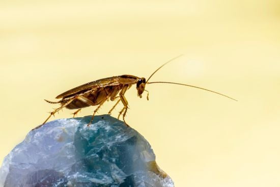 Молоко тарганів утричі корисніше коров'ячого – вчені