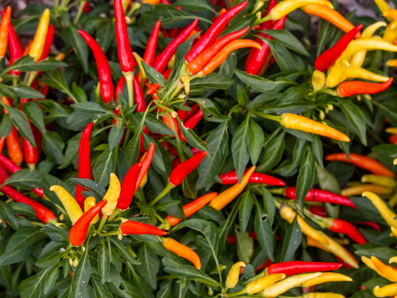 Як правильно підготувати насіння перцю чилі до посіву: простий метод із використанням ромашкового чаю