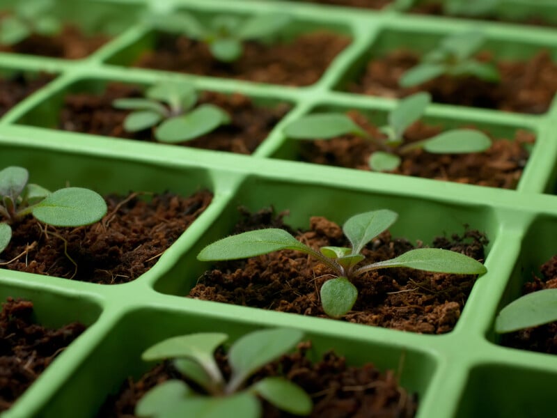 Посипте цим землю – і біла цвіль не зашкодить розсаді розвиватися. Лайфхаки