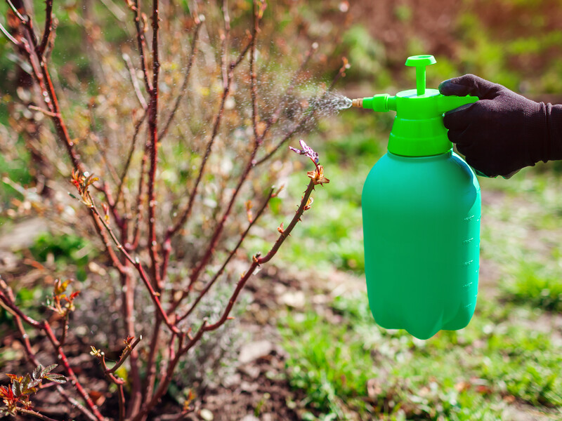 Завжди використовуйте прилипач і збільште дозування. Правила оброблення саду біопрепаратами у березні
