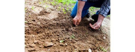Коли сіяти та садити – яка має бути температура ґрунту й повітря, щоб можна було розпочинати посів