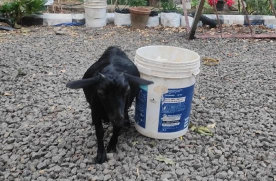 Найменша коза у світі: зріст та фото рекордсменки