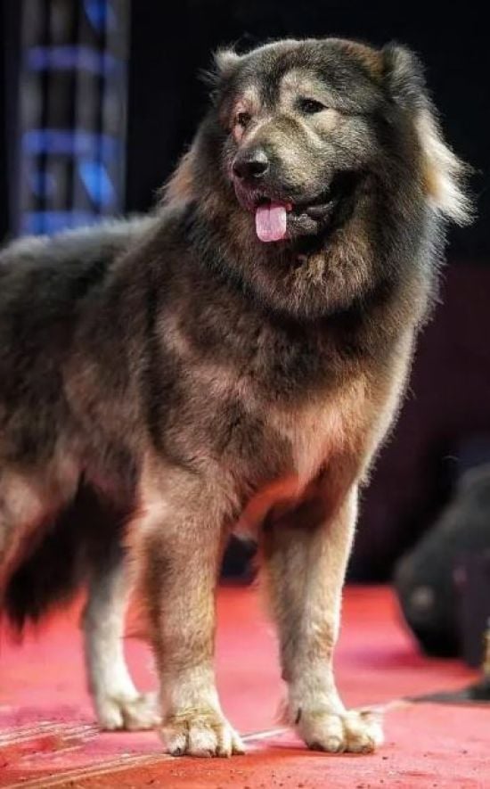 Найдорожчий у світі собака – перша унікальна порода: за яку суму продали пухнастого (фото)