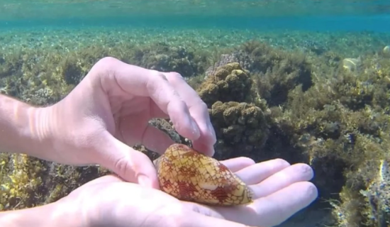 Дайвер ледь не загинув через красиву мушлю: вчені пояснили небезпеку