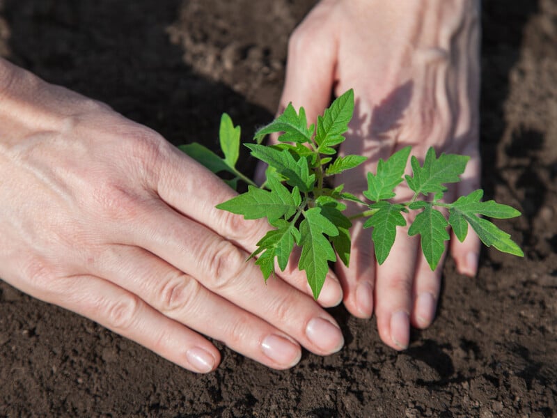 Додайте це мінеральне добриво в кожну лунку – і помідори активно почнуть формувати зав'язі