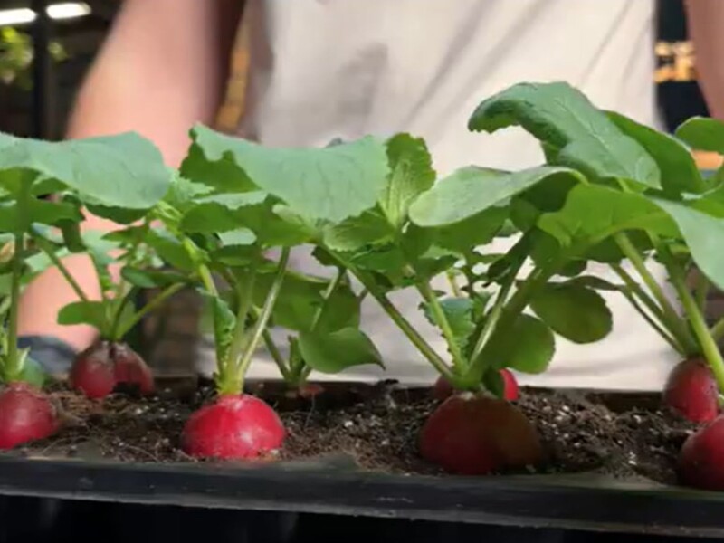 Приготуйте цю ґрунтосуміш – і за місяць зберете на підвіконні врожай смачної редиски. Лайфхаки