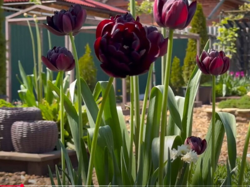 Розкидайте це в березні на ділянці – і тюльпани будуть цвісти дуже довго. Рецепт ефективного підживлення