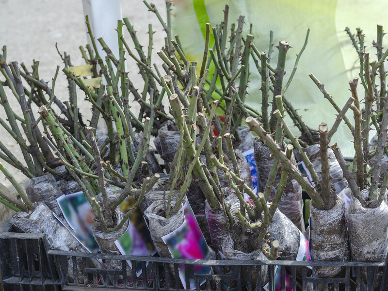 Доглядайте за трояндами правильно: чому заглиблення місця щеплення допоможе зберегти рослину