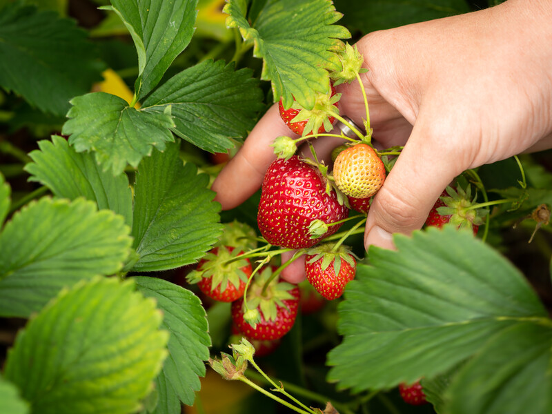 Особливості саджання полуниці навесні. Замочіть сухе коріння в цій рідині на одну годину
