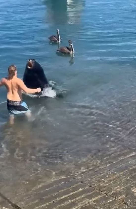 П'яний турист затіяв бійку з величезним морським левом – фото