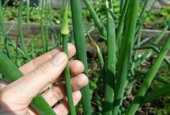 Зробіть ось це – і цибуля ніколи не випускатиме стрілки: поради досвідчених господарів