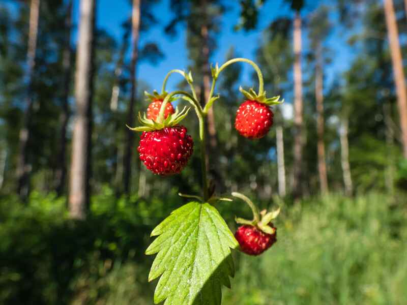 Навіть у тіні можна зібрати врожай – ці культури дають зелень, овочі та ягоди на затінених ділянках