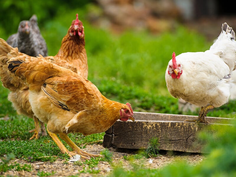 Підвищте несучість без ліків – використайте просту хитрість із раціону курей