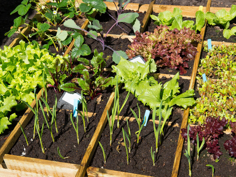 Вдвічі більше врожаю і захист від хвороб. Як поєднати рослини в ущільнених посадках