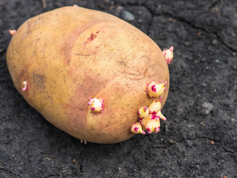 Ці три дії потрібні перед саджанням картоплі Ці три дії потрібні перед саджанням картоплі