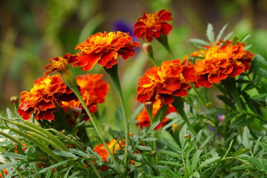 Коли сіяти чорнобривці 2025 року та як краще це робити