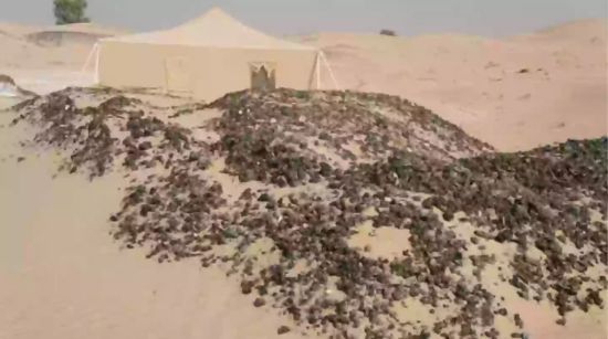 Дослідники виявили 5000-річну цивілізацію під найбільшою у світі пустелею – фото