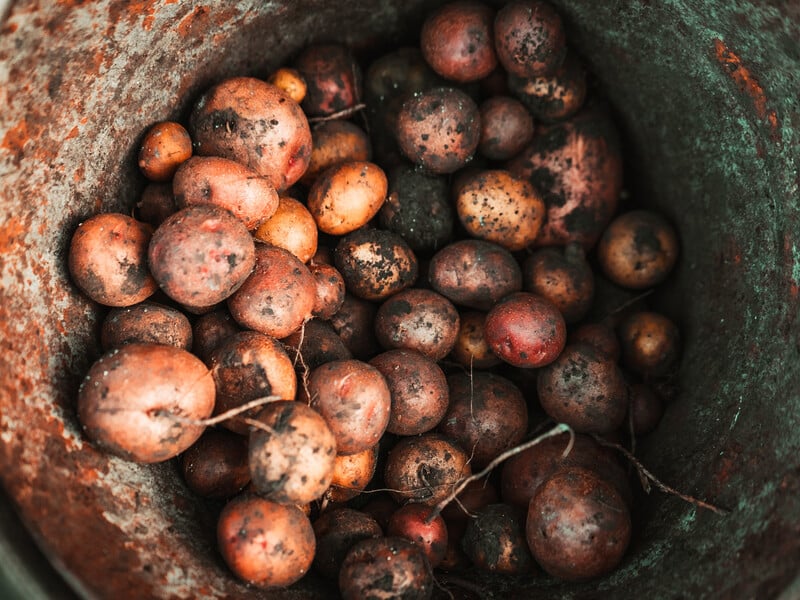 Названо сорт картоплі, який не варто садити в Україні – врожаю не буде