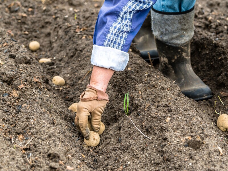 Розкидайте це в березні по городу – і восени зберете щедрий урожай дуже смачної картоплі