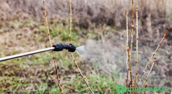 Чим обробити смородину навесні від шкідників і хвороб