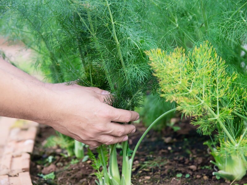 Як виростити густий, темно-зелений кріп. Допоможе звичайна горілка