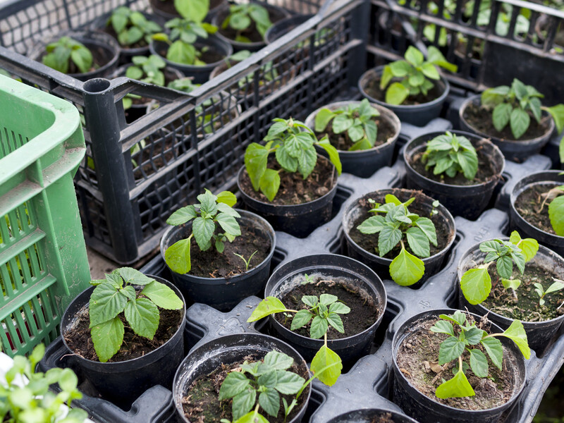 Якщо розсада в'яне, терміново відновіть її за допомогою доступного аптечного засобу Якщо розсада в'яне, терміново відновіть її за допомогою доступного аптечного засобу