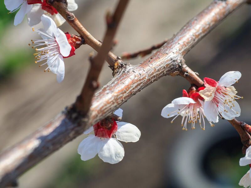 Обов'язково зробіть це в березні – і збережете врожай. Правила першого оброблення саду від моніліозу