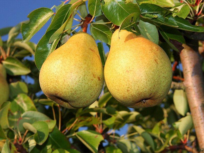 Шість найсолодших сортів груш із великими плодами, які підходять для споживання й консервації