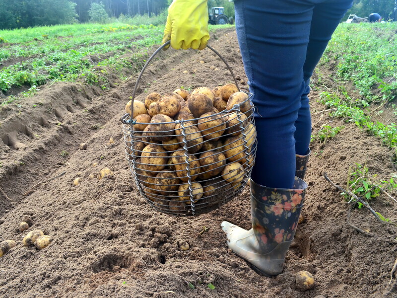 Від цього підживлення буде лише шкода. Агрономи розповіли, чим краще удобрювати картоплю під час висаджування