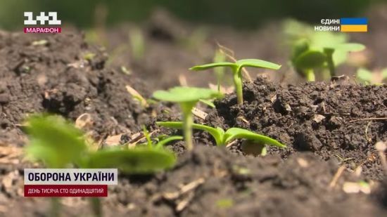 На субсидії фермерам в Україні виділили 4,6 млрд грн: хто і як може отримати гроші