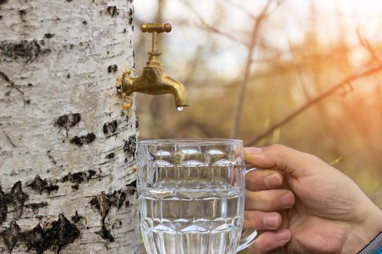 Виводить токсини та шлаки, лікує печінку й нирки: яка ще користь березового соку