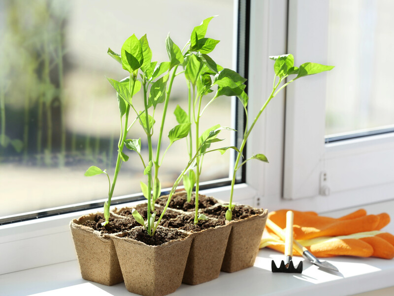 Розчиніть у воді цей аптечний препарат – і розсада почне швидше рости й укорінюватися. Рецепт підживлення