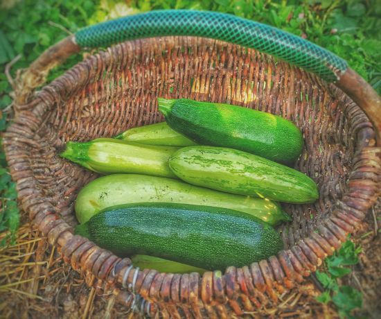 Ніколи не гірчить і швидко дає плоди: найкращий ранній сорт кабачків