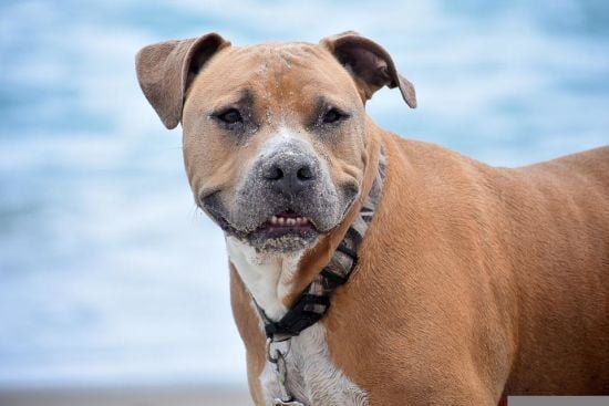 Чоловік заявив, що його підстрелив собака, коли він був у ліжку з дівчиною