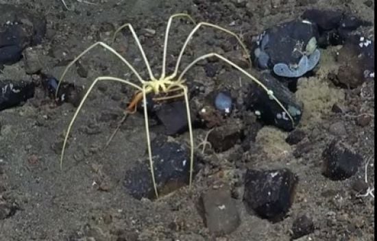 Де живуть найбільші павуки у світі: більшість людей ніколи не зможе туди дістатися Де живуть найбільші павуки у світі: більшість людей ніколи не зможе туди дістатися
