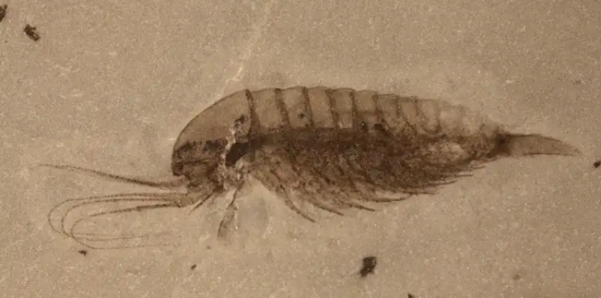 Береги Червоного моря стають рожевими: вчені повідомили причину