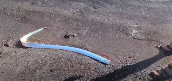 Риба Судного дня виплила на берег: що це означає та чи варто хвилюватися