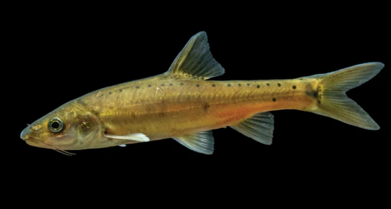 У Китаї знайшли новий вид "золотої" риби, яка ще не завершила еволюцію