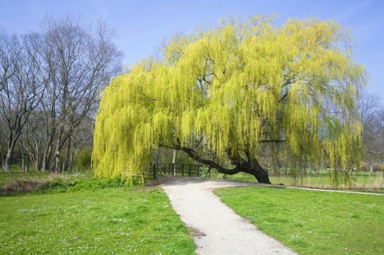 Як правильно українською -- верба чи іва: відповідь вас здивує