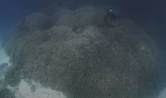 Виявлено гігантську 300-річну глибоководну "істоту", яку можна побачити з космосу – фото